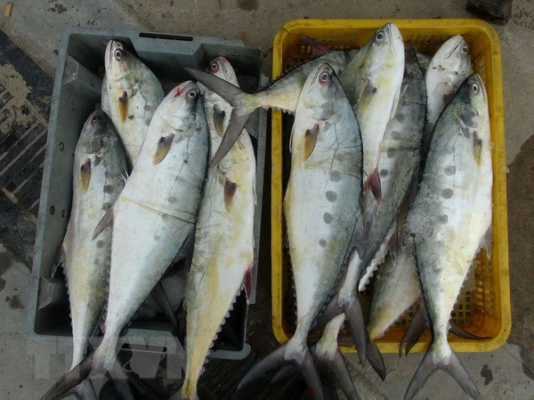 Vietnam works towards sustainable, responsible fisheries  - ảnh 1