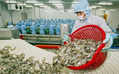 Vietnam aims to earn 4.2 billion USD from shrimp export - ảnh 1