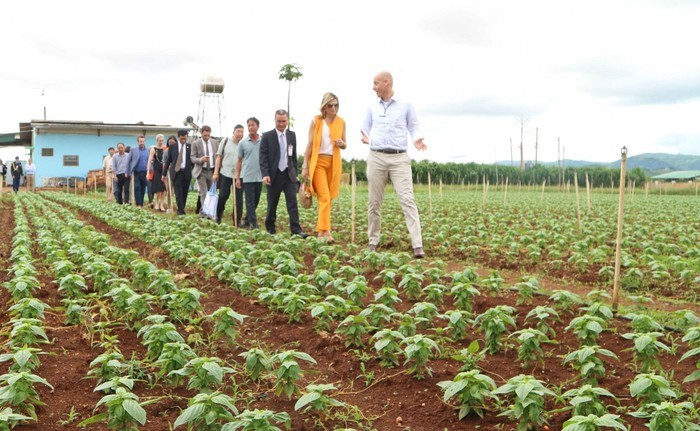 베트남과 네덜란드 간 지속가능한 농업 및 식량 안보 회담 - ảnh 1