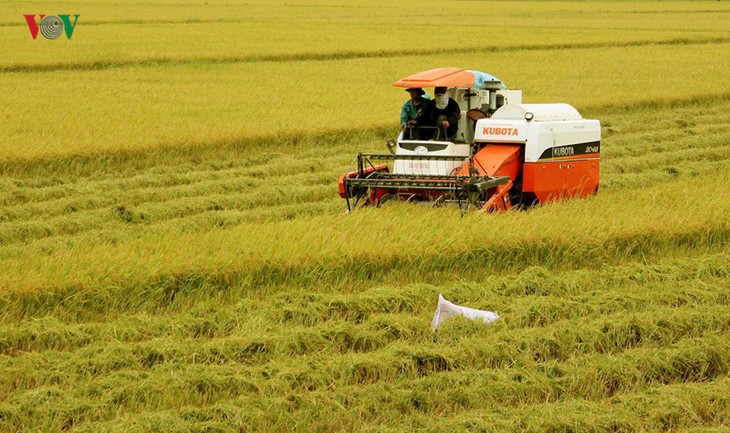 베트남 쌀 생산의 새로운 비전 - ảnh 2