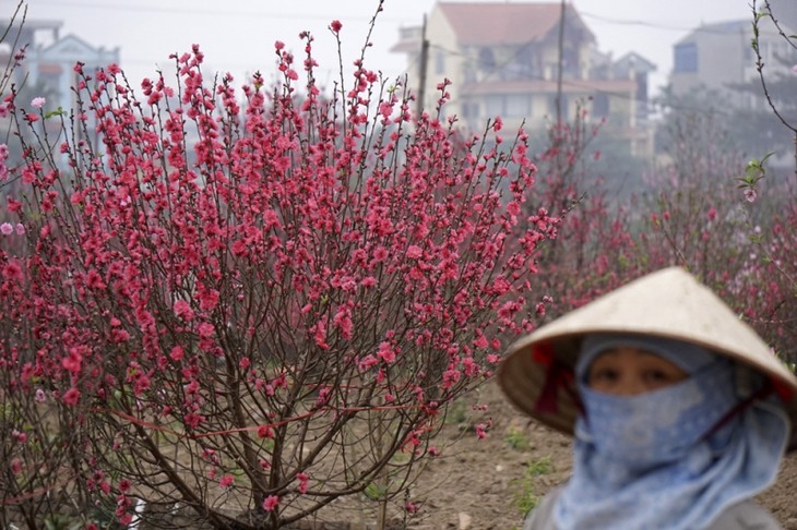 봄을 맞이하는 하노이 꽃 마을  - ảnh 1