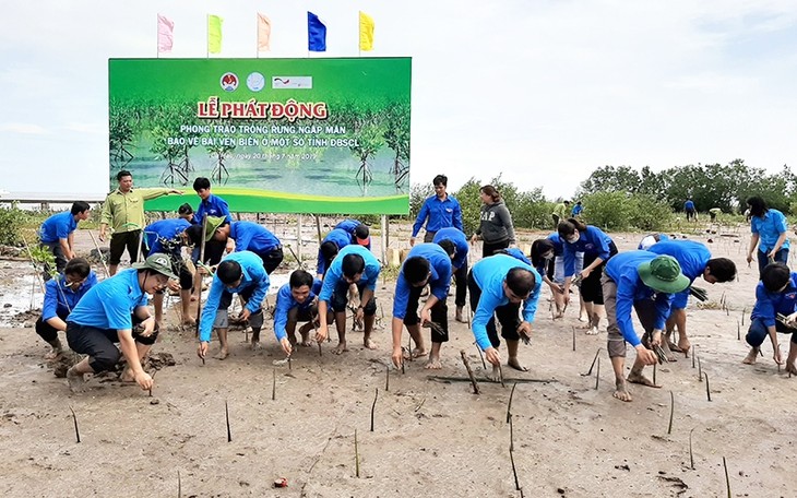 Cà Mau: planter les mangoves pour protéger les côtes - ảnh 1