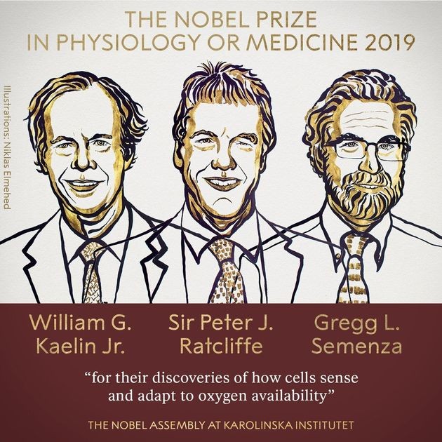 Le Prix Nobel de médecine attribué à des recherches sur l’oxygénation des cellules - ảnh 1