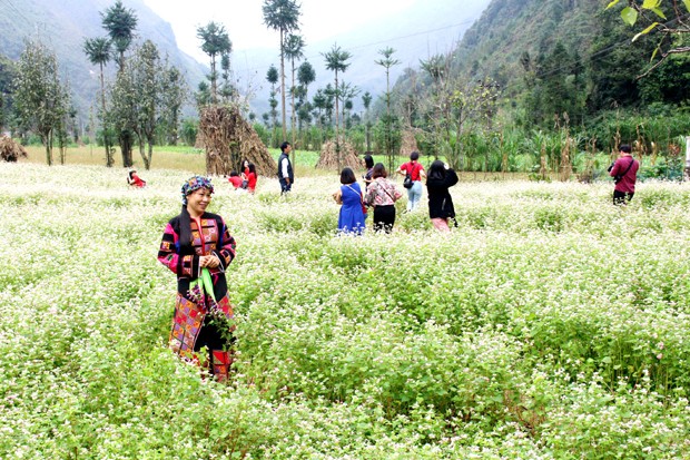 Le 5e festival des fleurs de sarrasin de Hà Giang - ảnh 1