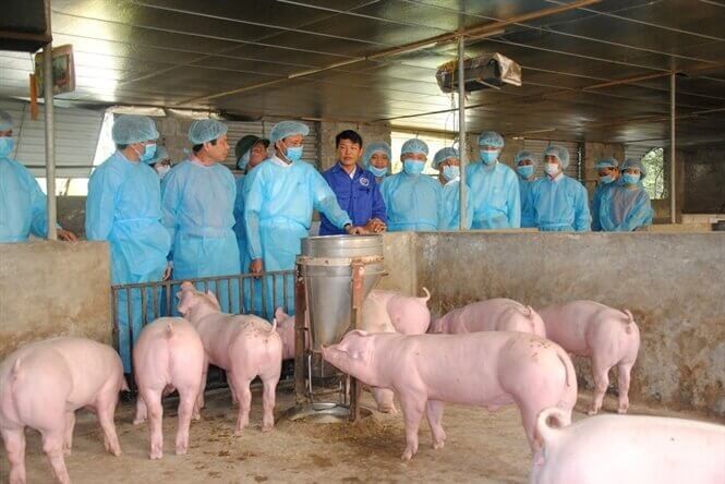 Les États-Unis aident le Vietnam à développer un vaccin contre la peste porcine africaine - ảnh 1