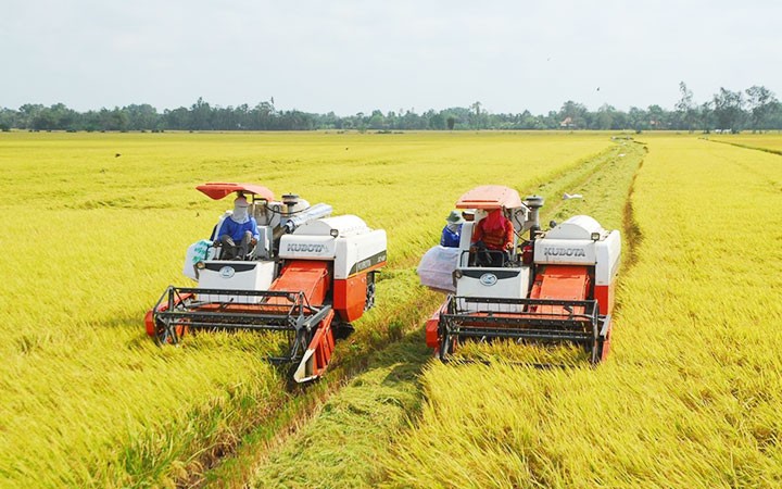 Exportation du riz du delta du Mékong en 2020 - ảnh 1
