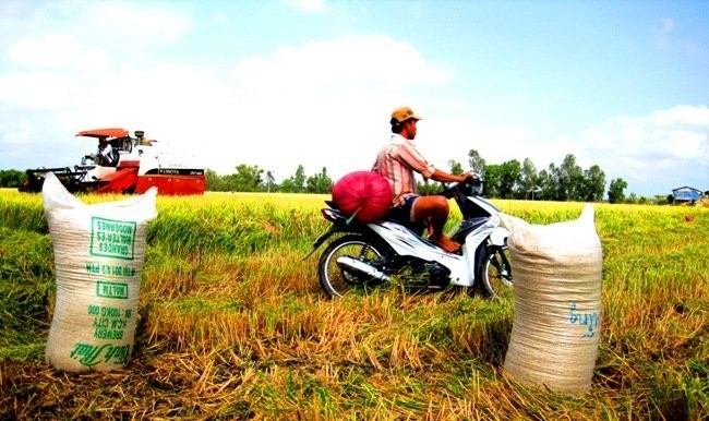 Объем экспорта риса Вьетнама и Таиланда составляет около 50% в мире - ảnh 1