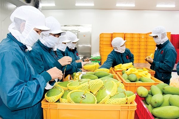 Во Вьетнаме объем экспорта сельскхозяйственной, лесной и рыбной продукции за апрель снизился почти на 17%  - ảnh 1