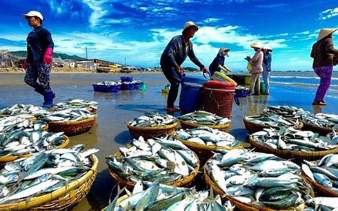 베트남, 어업의 지속 가능한 발전을 위해 EC 권장 사항 단계적으로 완성 - ảnh 1