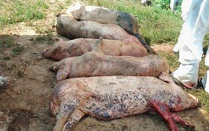하노이, 성공적으로 아프리카 돼지열병 통제 - ảnh 1
