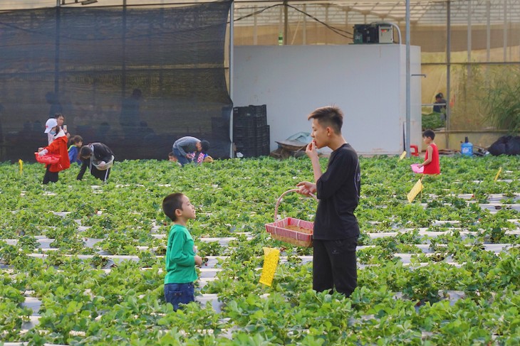 베트남의 최대 딸기 농장 탐방 - ảnh 3