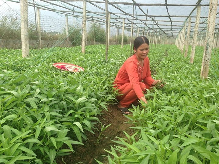 베트남 농민회와 국제농업개발기금 간 협력결과 공유워크숍 - ảnh 1