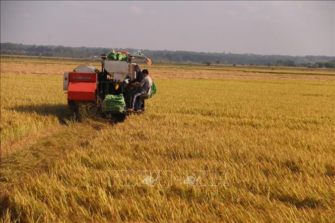 Việt Nam đứng thứ 4 Đông Nam Á về an ninh lương thực - ảnh 1