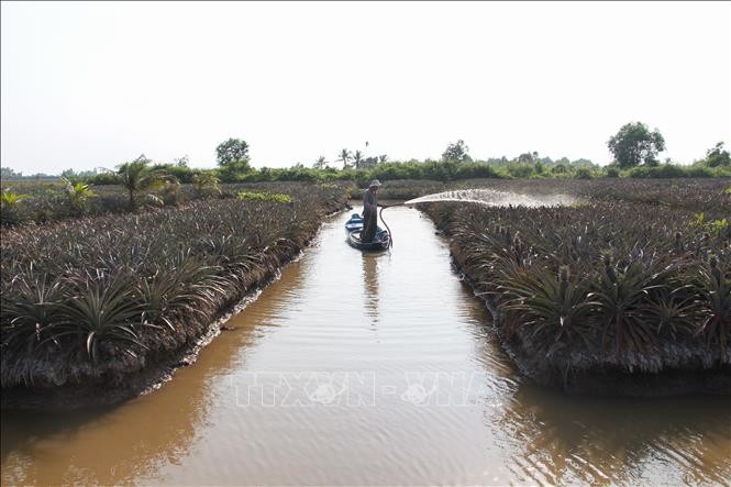Xâm nhập mặn ở Đồng bằng sông Cửu Long có xu thế giảm dần - ảnh 1