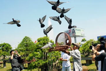 Hobi main melepas burung merpati di Vietnam - ảnh 1