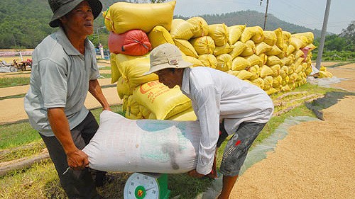 Ekspor beras Kamboja  meningkat drastis pada tahun 2013 - ảnh 1
