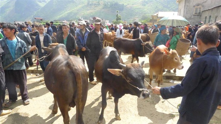 Kekhasan pasar ternak besar di kabupaten Meo Vac, provinsi Ha Giang - ảnh 1