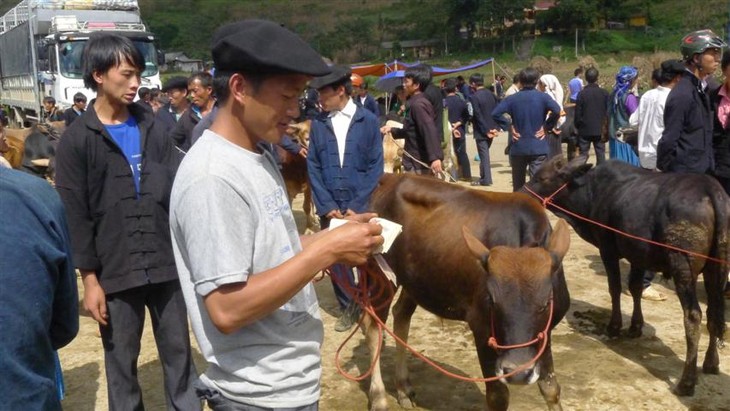 Kekhasan pasar ternak besar di kabupaten Meo Vac, provinsi Ha Giang - ảnh 3
