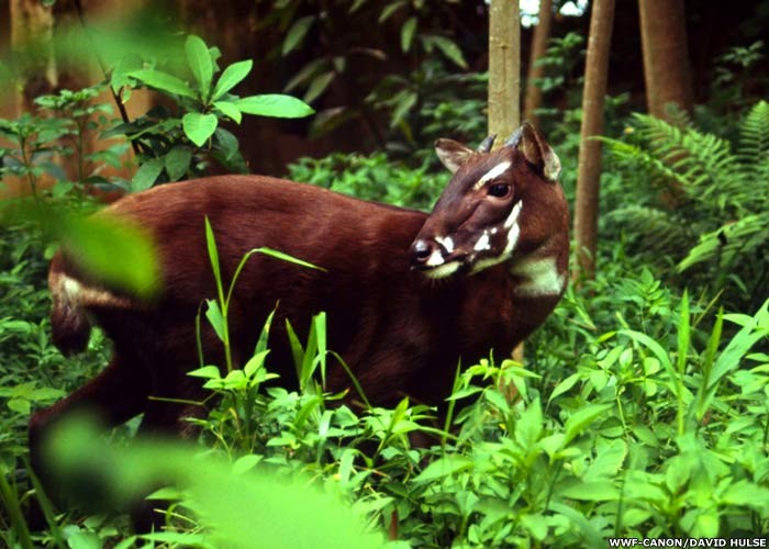 Perkenalan  tentang hewan Sao La di Vietnam - ảnh 1