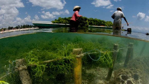 Budidaya rumput laut di Vietnam - ảnh 1