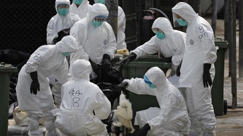 Tiongkok menemukan pasien H7N9 pada manusia  yang pertama  - ảnh 1