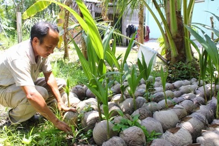Pohon kelapa kopyor di Vietnam - ảnh 2