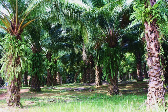 Penjelasan sepintas lintas tentang pohon kelapa sawit di Vietnam - ảnh 1
