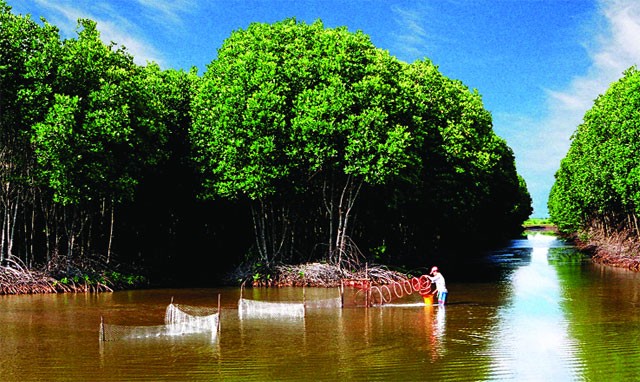 Melakukan budidaya perikanan di bawah bayangan pohon hutan, membantu hutan keasinan Tra Vinh hidup kembali - ảnh 1