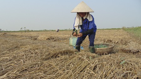 Penjelasan mengenai penanganan jerami pada masa panenan di Vietnam - ảnh 2