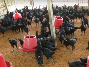 Beternak ayam hitam - satu solusi untuk turut menanggulangi bencana kekeringan di desa Chang Hoai-Thailand - ảnh 1