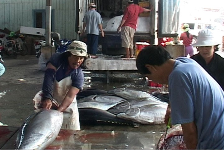 Экспериментальная модель производства консервированного тунца в провинции Фуйен - ảnh 1