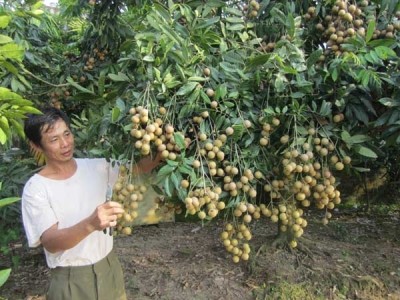 Повышение эффективности выращивания лонгана при строительстве новой деревни в провинции Хынгйен - ảnh 1