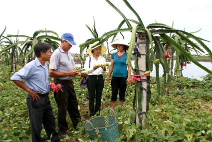 Модель «Три в одном» помогает крестьянам уезда Йенкхань выйти из бедности - ảnh 1