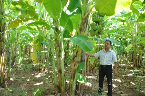 Модель выращивания бананов в провинции Шонла способствует выходу местных жителей из бедности - ảnh 2
