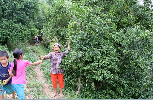 Крестьяне провинции Баккан выходят из бедности благодаря реструктуризации растениеводства - ảnh 3