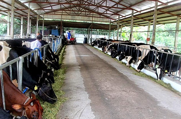 Крестьяне уезда Кучи обогащаются благодаря разведению молочных коров - ảnh 1