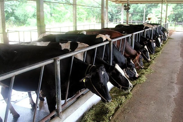 Крестьяне уезда Кучи обогащаются благодаря разведению молочных коров - ảnh 2
