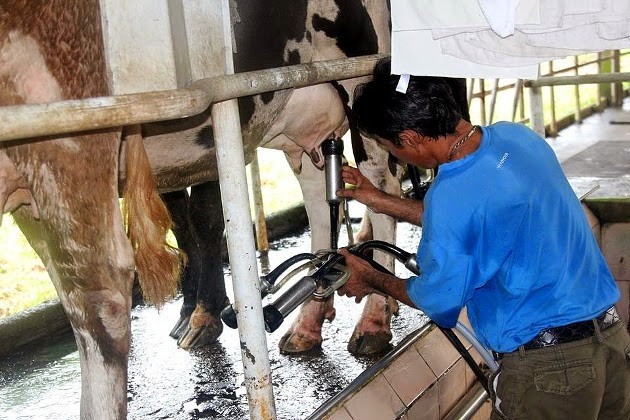 Крестьяне уезда Кучи обогащаются благодаря разведению молочных коров - ảnh 4