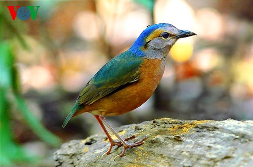 Красивые и редкие птицы во Вьетнаме - ảnh 4