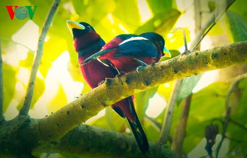 Красивые и редкие птицы во Вьетнаме - ảnh 9