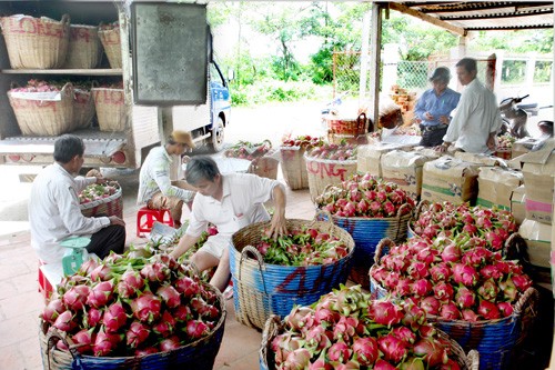 В дельте реки Меконг создают торговые марки фруктов на экспорт - ảnh 1
