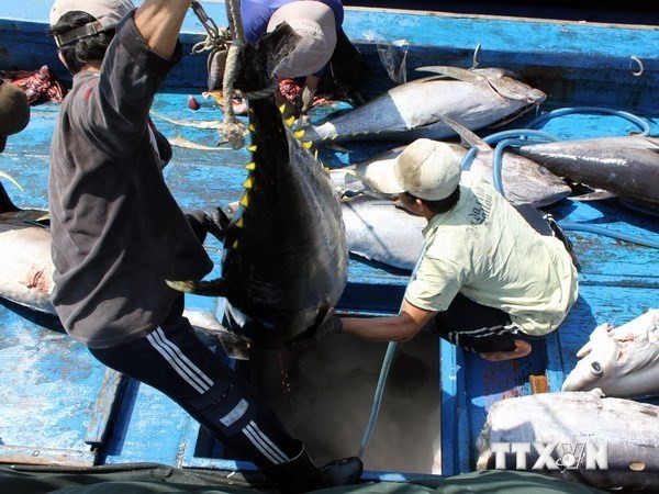 Ловля океанского тунца во Вьетнаме - ảnh 1