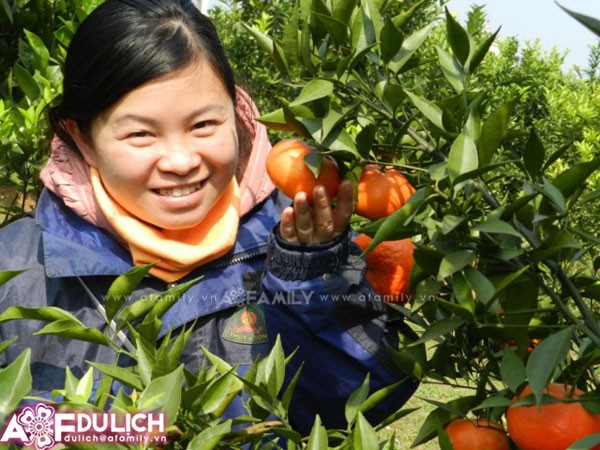 В горной общине Зунгфонг построили новую деревню благодаря выращиванию апельсиновых деревьев - ảnh 1