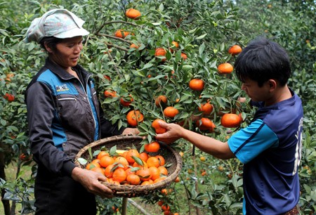 В горной общине Зунгфонг построили новую деревню благодаря выращиванию апельсиновых деревьев - ảnh 3