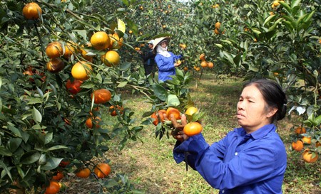 В горной общине Зунгфонг построили новую деревню благодаря выращиванию апельсиновых деревьев - ảnh 4