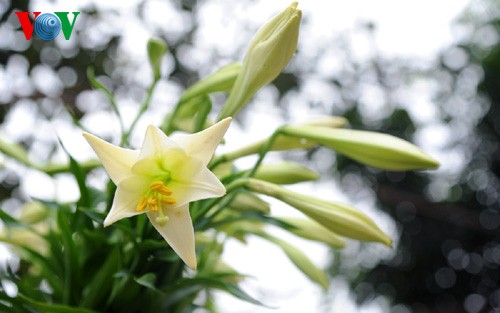Лилия белая в цветочной деревне Тэйтыу - ảnh 14