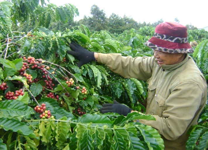 В провинции Даклак устойчиво производят кофе для строительства новой деревни - ảnh 1
