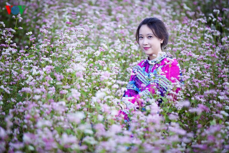 Красота цветков гречихи в горных районах Вьетнама - ảnh 10