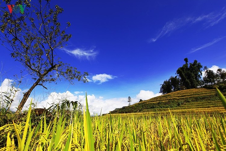Сбор урожая риса в пограничном районе Ити - ảnh 15