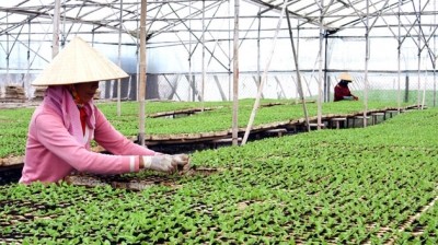 Высокотехнологичное сельское хозяйство – направление устойчивого развития экономики плато Тэйнгуен - ảnh 2